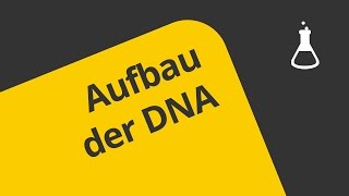 Welche Struktur hat die DNA   Chemie  Organische Verbindungen  Eigenschaften und Reaktionen [upl. by Nugesulo881]