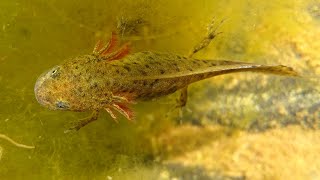 Great Crested Newt Larvae Eating Daphnia [upl. by Barbara]