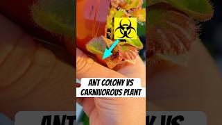 Ant Colony vs Carnivorous Plant cephalotus [upl. by Ernesto132]