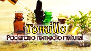 TOMILLO Propiedades Medicinales  Cómo Usarlo y Remedios Caseros [upl. by Lashondra821]