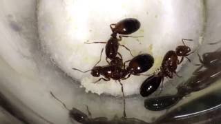 Solenopsis invicta queens [upl. by Edgell]