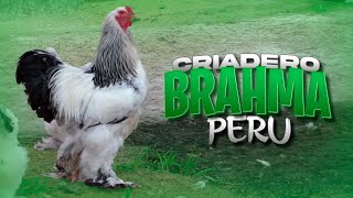 Visitamos el CRIADERO de Gallos BRAHMA quotPatas Libresquot  Características de los BRAHMAS 🐓🐔 [upl. by Heid419]