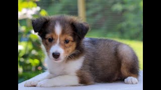 Shetland Sheepdog aka Sheltie Puppies for Sale [upl. by Telfore574]