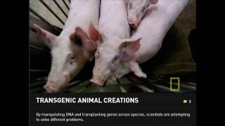 Transgenic Examples  National Geographic [upl. by Jaymie]