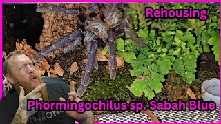 Phormingochilus sp Sabah Blue Rehousing [upl. by Ishii706]