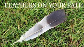 Whats the meaning of finding a feather on your path  The Spiritual Meaning [upl. by Ecnar]