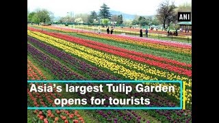 Asia’s largest tulip garden opens for tourists  Jammu and Kashmir News [upl. by Helsie30]