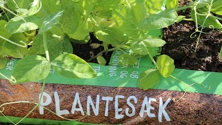 Kort guide Sådan bruger du Champost Plantesæk i kapilærkasse [upl. by Vada]