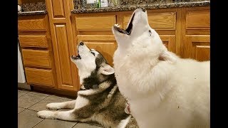 Malamutes Deep Morning Howls  James Earl Jones Of Dogs [upl. by Pavla]