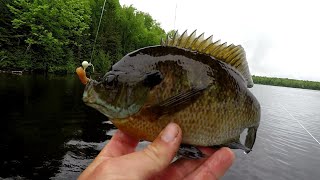 Bluegill Fishing Tips  How To Locate And Catch Big Bluegill In 2019 [upl. by Ardrey]