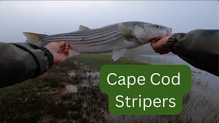 Cape Cod striper fishing [upl. by Gav]