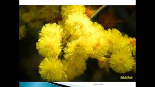 Golden Wattle  HerbiGuide [upl. by Ahsataj]