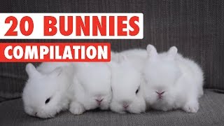 20 Funny Bunnies Pet Video Compilation 2016 [upl. by Fasta]