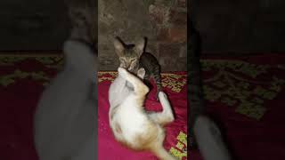 quotMiao Miao Cat Fun and Entertainment Song for Kidsquot MiaoMiaoCat KidsEntertainment CatSong Chi [upl. by Airotcivairam]