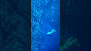 💙 lagoamisteriosa brasil brazil underwater freediver asmr asmrsounds satisfyingsounds [upl. by Kcirdneh]