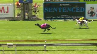 CapalabaWednesday23102024Race1 [upl. by Premer]