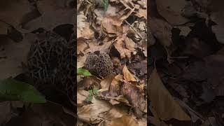 Les morilles communes sont là  morilles champignons cueillette [upl. by Zephan]