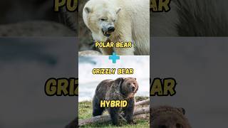 What happens when a Grizzly bear and Polar Bear have a baby shorts bears [upl. by Cate]