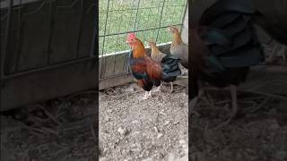 Young trio of BB Red Old English Game Bantam chickens oegb [upl. by Mychael]