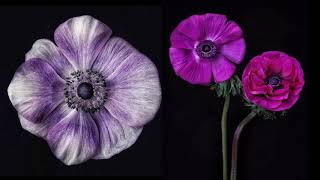 Meet Debi Shapiro a Floral Portrait Photographer [upl. by Jenkel]