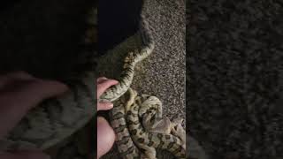 Carpet Python Shedding [upl. by Meggs]