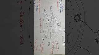 Chloroplast neet 11thbiology ncert chloroplast [upl. by Assennej]