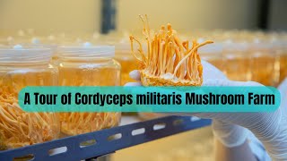 A Tour of Cordyceps militaris Mushroom Farm  Keeda Jadi Mushroom Cultivation in India [upl. by Nonah]