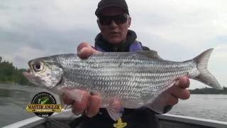 Jumbo Mooneye Fishing in Manitoba  Manitoba Master Angler Minute [upl. by Natale]