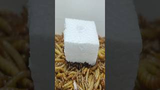 Can mealworms eat PLASTIC Styrofoam [upl. by Leandre861]