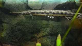 Spotted Gar Lepisosteus oculatus [upl. by Harhay378]