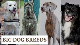 Big Dog Breeds List  Large Dog Breeds Explained [upl. by Idnahc]