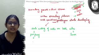 What is periderm How does periderm formation take place in the dic [upl. by Naujat]