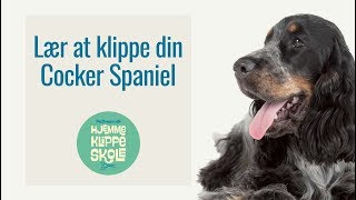 Klip Selv Cocker Spaniel  Trin for trin video guide [upl. by Ahtelrac597]