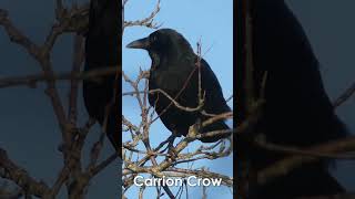 UK Garden Bird Identification Guide Part 2  Bird Names and Songs [upl. by Ylreveb]