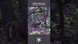 Deer amp Rain in Fall nature mammals [upl. by Crelin]