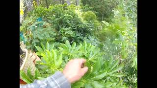 Tropical looking Fatsia trees coming in to bloom on the Gulf Islands [upl. by Ieppet]