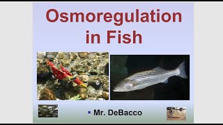 Osmoregulation in Fish [upl. by Vivyan]