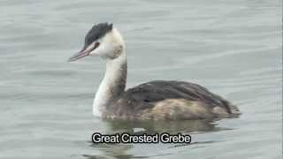 BTO Bird ID  Winter Grebes [upl. by Ainehta761]