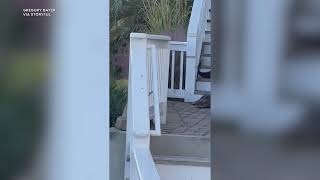 Alligator walks down steps at South Carolina home [upl. by Madden]