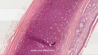 Practical Histology English Trachea [upl. by Roosnam42]