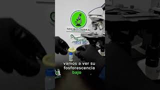 Preservativo FOSFORESCENTE bajo el microscopio 🔬 shorts microterra microscopio [upl. by Lanrev]