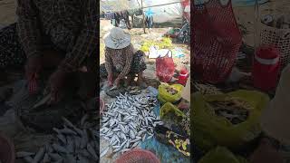 Fish skill harvest season fishing fish shorts reels [upl. by Leiram271]