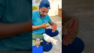 1m🥹Kabutar 😰ne apne Malik ki madad😰 ki hath katne perpigeon viral new short video [upl. by Canica627]