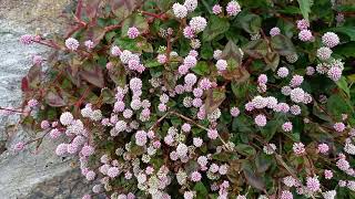 Penzance’s Pink Knotweed Nature’s Artwork on a Wall [upl. by Arawaj274]