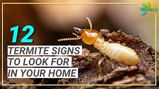 12 Signs You May Have Termites  Termite Signs to Look for in Your Home [upl. by Adriaens]