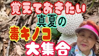 毒キノコ26種もあった中食べれるキノコ6種類 ‼️ 202282日❣️ [upl. by May]