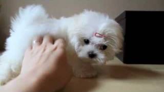 Teacup Maltese Puppy [upl. by Ruddie]