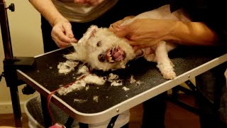 Live Aggressive Dog Grooming [upl. by Opalina]