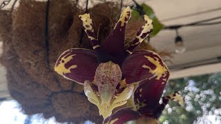 Flashback Bloom Video  Stanhopea Tigrina ‘Predator’  October 2024 [upl. by Blanch]