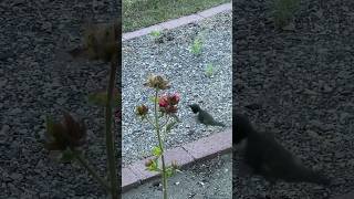 Hummingbird on Bee Balm Flower [upl. by Aniretak161]